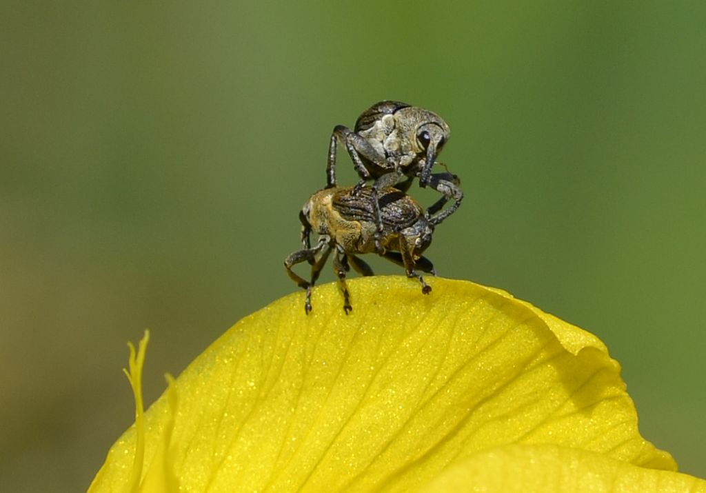 Mononychus punctumalbum